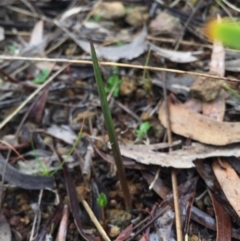 Thelymitra sp. (A Sun Orchid) at Mount Majura - 2 May 2015 by AaronClausen