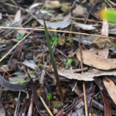 Thelymitra sp. (A Sun Orchid) at Mount Majura - 2 May 2015 by AaronClausen