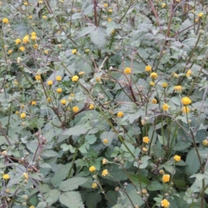 Bidens pilosa at Banks, ACT - 2 May 2015 06:13 PM