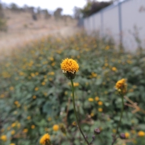 Bidens pilosa at Banks, ACT - 2 May 2015 06:13 PM