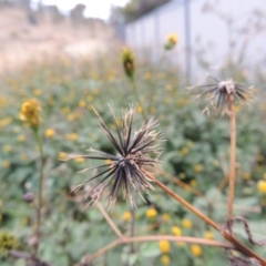 Bidens pilosa at Banks, ACT - 2 May 2015