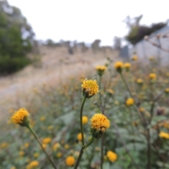 Bidens pilosa at Banks, ACT - 2 May 2015 06:13 PM