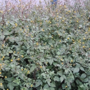 Bidens pilosa at Banks, ACT - 2 May 2015