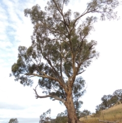 Eucalyptus melliodora (Yellow Box) at Banks, ACT - 2 May 2015 by michaelb