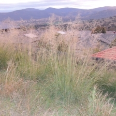 Eragrostis curvula (African Lovegrass) at Banks, ACT - 2 May 2015 by MichaelBedingfield