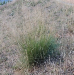 Eragrostis curvula at Banks, ACT - 2 May 2015 06:44 PM