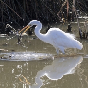 Ardea alba at Belconnen, ACT - 16 Sep 2018