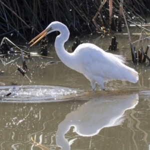 Ardea alba at Belconnen, ACT - 16 Sep 2018 11:27 AM