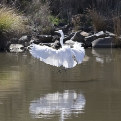 Ardea alba at Belconnen, ACT - 16 Sep 2018