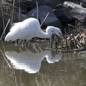 Ardea alba at Belconnen, ACT - 16 Sep 2018 11:27 AM