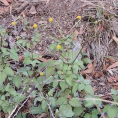 Bidens pilosa (Cobbler's Pegs, Farmer's Friend) at Banks, ACT - 2 May 2015 by michaelb