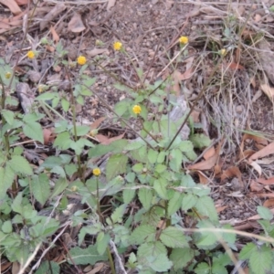 Bidens pilosa at Banks, ACT - 2 May 2015 06:17 PM