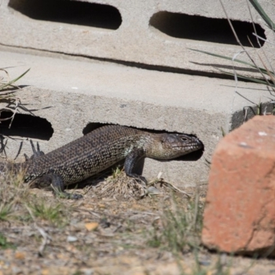 Egernia cunninghami (Cunningham's Skink) at Murrumbateman, NSW - 14 Sep 2018 by SallyandPeter