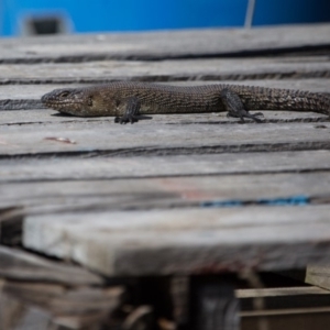 Egernia cunninghami at Murrumbateman, NSW - 14 Sep 2018 10:30 AM