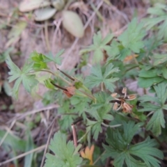 Geranium sp. Pleated sepals (D.E.Albrecht 4707) Vic. Herbarium at Banks, ACT - 2 May 2015 by michaelb