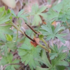 Geranium sp. Pleated sepals (D.E.Albrecht 4707) Vic. Herbarium at Banks, ACT - 2 May 2015 06:29 PM