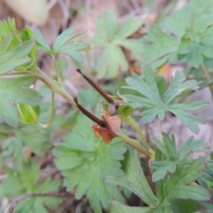 Geranium sp. Pleated sepals (D.E.Albrecht 4707) Vic. Herbarium at Banks, ACT - 2 May 2015 06:29 PM