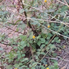 Bidens pilosa (Cobbler's Pegs, Farmer's Friend) at Banks, ACT - 2 May 2015 by michaelb