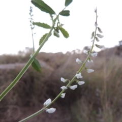 Melilotus albus (Bokhara Clover) at Paddys River, ACT - 28 Apr 2015 by MichaelBedingfield
