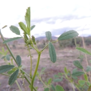 Melilotus albus at Paddys River, ACT - 28 Apr 2015