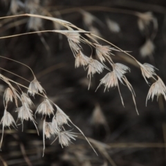 Themeda triandra (Kangaroo Grass) at Paddys River, ACT - 28 Apr 2015 by michaelb