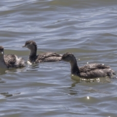 Poliocephalus poliocephalus (Hoary-headed Grebe) at Lake Ginninderra - 16 Sep 2018 by Alison Milton