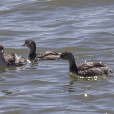 Poliocephalus poliocephalus (Hoary-headed Grebe) at Lake Ginninderra - 16 Sep 2018 by Alison Milton