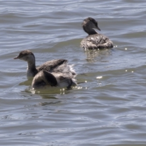 Poliocephalus poliocephalus at Belconnen, ACT - 16 Sep 2018