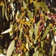 Eucalyptus dives (Broad-leaved Peppermint) at Conder, ACT - 5 Mar 2000 by michaelb