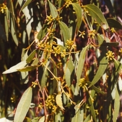Eucalyptus dives (Broad-leaved Peppermint) at Tuggeranong Hill - 4 Mar 2000 by michaelb