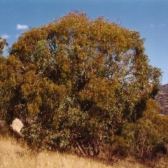 Eucalyptus dives at Tuggeranong Hill - 5 Mar 2000