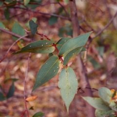 Eucalyptus dives at Tuggeranong Hill - 5 Mar 2000 12:00 AM