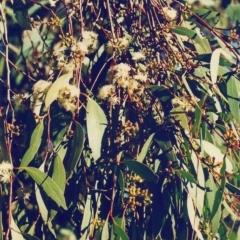 Eucalyptus dives (Broad-leaved Peppermint) at Conder, ACT - 29 Jul 2000 by michaelb