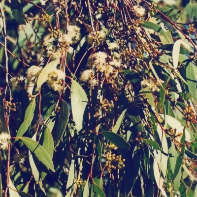 Eucalyptus dives (Broad-leaved Peppermint) at Conder, ACT - 29 Jul 2000 by michaelb