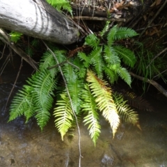 Blechnum nudum (Fishbone Water Fern) at Tidbinbilla Nature Reserve - 2 May 2015 by galah681