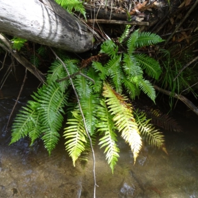 Blechnum nudum (Fishbone Water Fern) at Tidbinbilla Nature Reserve - 2 May 2015 by galah681