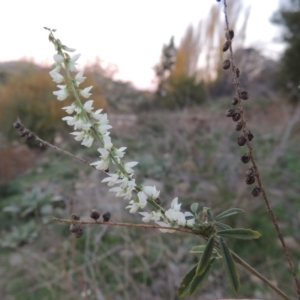 Melilotus albus at Paddys River, ACT - 4 May 2015