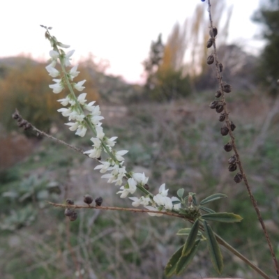 Melilotus albus (Bokhara Clover) at Paddys River, ACT - 4 May 2015 by MichaelBedingfield