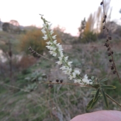 Melilotus albus at Paddys River, ACT - 4 May 2015