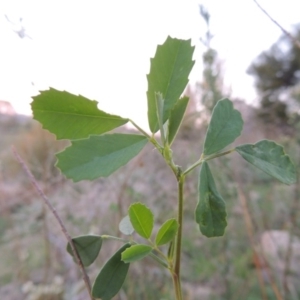 Melilotus albus at Paddys River, ACT - 4 May 2015