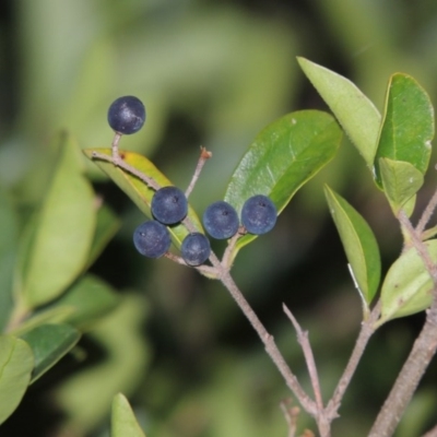 Ligustrum sinense (Narrow-leaf Privet, Chinese Privet) at Paddys River, ACT - 4 May 2015 by MichaelBedingfield