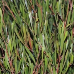 Dodonaea viscosa (Hop Bush) at Point Hut to Tharwa - 4 May 2015 by michaelb