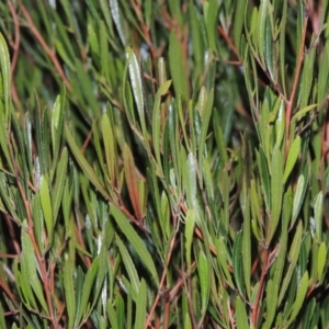 Dodonaea viscosa at Paddys River, ACT - 4 May 2015 06:51 PM