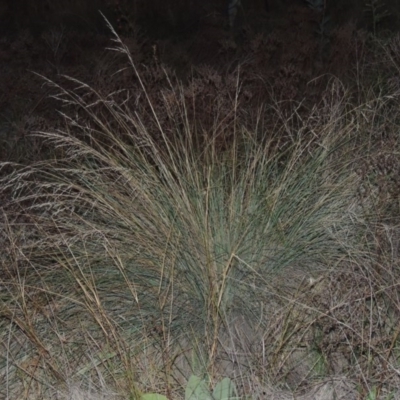 Poa labillardierei (Common Tussock Grass, River Tussock Grass) at Paddys River, ACT - 4 May 2015 by MichaelBedingfield