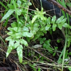 Blechnum minus (Soft Water Fern) at Tidbinbilla Nature Reserve - 2 May 2015 by galah681