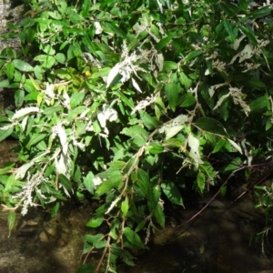 Pomaderris aspera at Paddys River, ACT - 2 May 2015