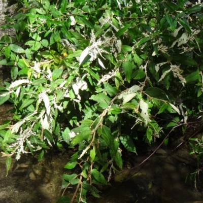 Pomaderris aspera (Hazel Pomaderris) at Tidbinbilla Nature Reserve - 2 May 2015 by galah681