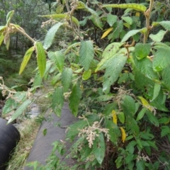 Pomaderris aspera at Paddys River, ACT - 2 May 2015