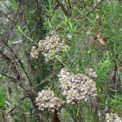 Cassinia longifolia at Tidbinbilla Nature Reserve - 2 May 2015 by galah681