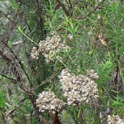 Cassinia longifolia at Tidbinbilla Nature Reserve - 2 May 2015 by galah681